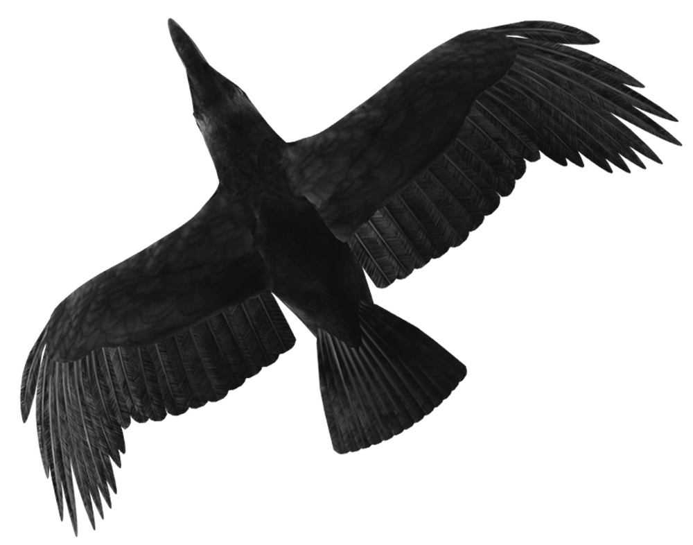 Crow 3 Superior-Stock